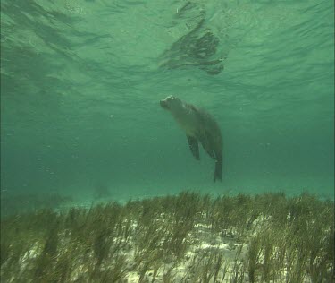 Australian Sea Lion swimming underwater