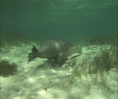 Australian Sea Lion swimming underwater