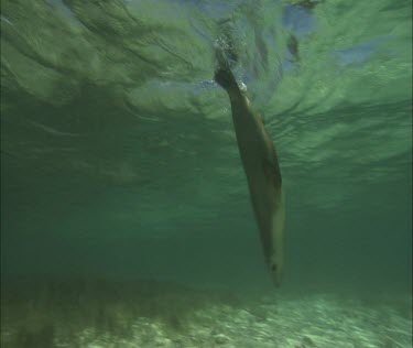 Australian Sea Lion swimming underwater