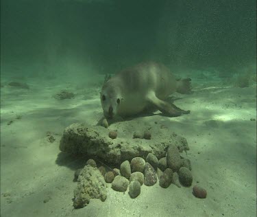 Australian Sea Lion swimming underwater