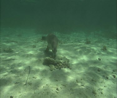 Australian Sea Lion swimming underwater