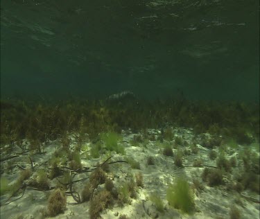 Australian Sea Lion swimming underwater