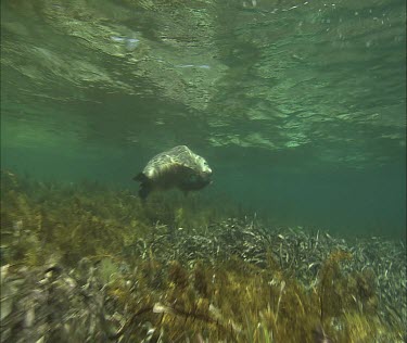 Australian Sea Lion swimming underwater