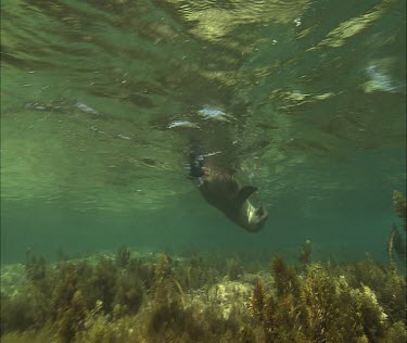 Australian Sea Lion swimming underwater