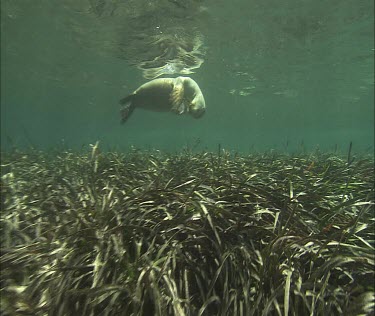 Australian Sea Lion swimming underwater