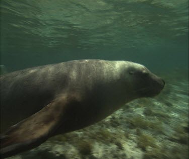 Australian Sea Lions swimming underwater