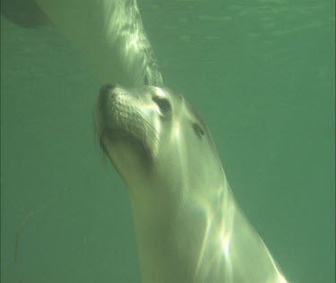Australian Sea Lion underwater