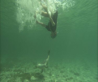Australian Sea Lion swimming with snorkeler