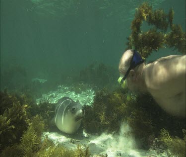 Australian Sea Lion with snorkeler