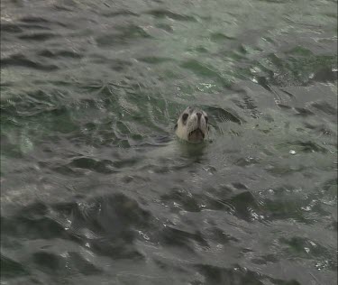Australian Sea Lion swimming at the surface