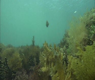 Crab trap underwater