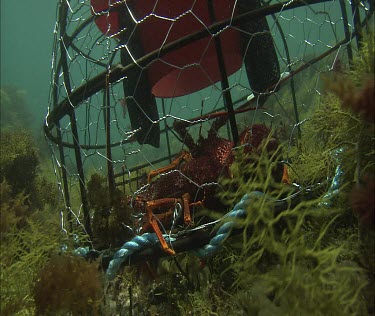 Crab in a trap underwater