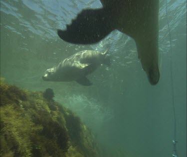 Australian Sea Lions swimming by a crab trap