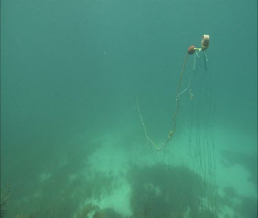 Following a crab trap line underwater