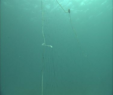 Following a crab trap line underwater