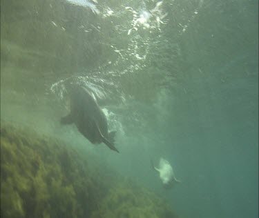 Australian Sea Lion diving underwater