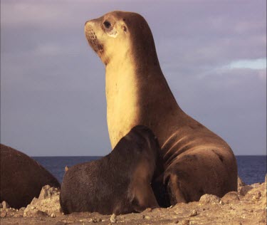 Australian Sea Lion and pups