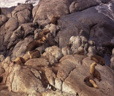 CM0001-OS-0032169 Australian Sea Lion colony on shore