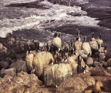 Australian Sea Lion colony on shore