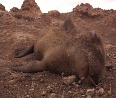 Australian Sea Lion carcass