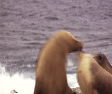 Australian Sea Lion colony on shore
