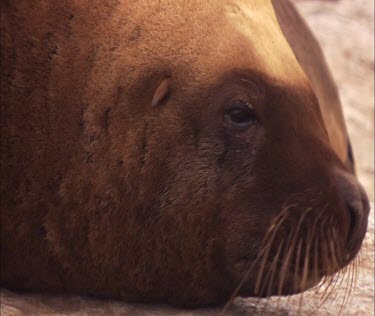 Close up of Australian Sea Lion bull