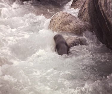 Australian Sea Lion playing in inlet