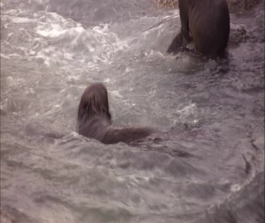 Australian Sea Lion pups playing in water