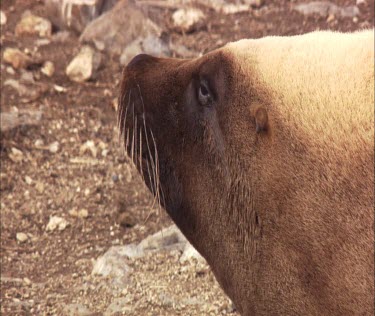 Close up of Australian Sea Lion cow