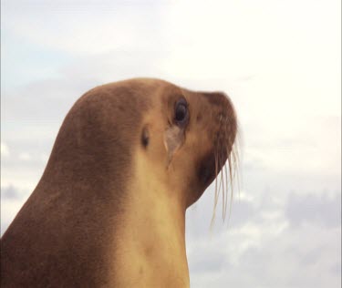 Close up of Australian Sea Lion head