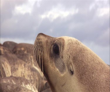 Close up of Australian Sea Lion head