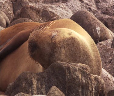 Australian Sea Lion pup nursing