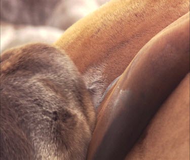 Australian Sea Lion pup nursing