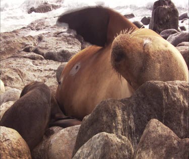 Australian Sea Lion pup nursing