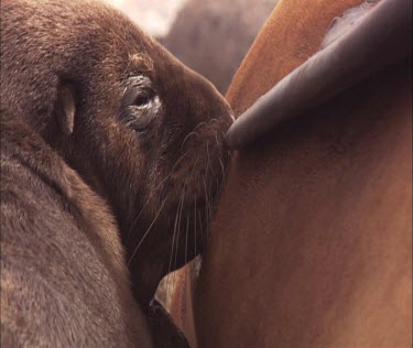 Australian Sea Lion pup nursing