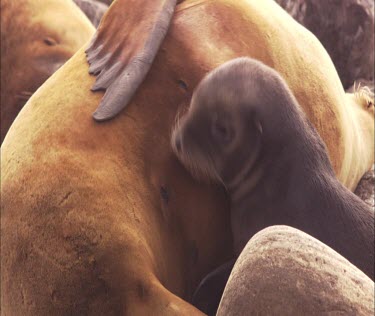 Australian Sea Lion pup nursing