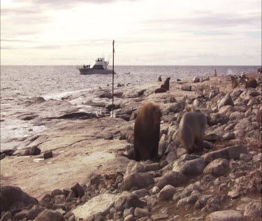 Australian Sea Lions on shore