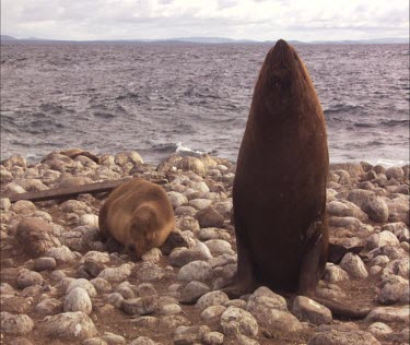 Australian Sea Lions on shore