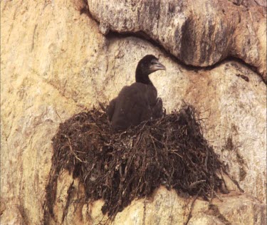 Little Black Cormorant nesting
