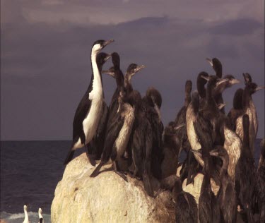 Flock of Pied Cormorant on shore