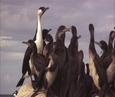 Flock of Pied Cormorant on shore