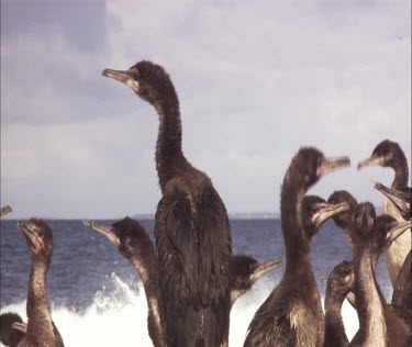 Flock of Pied Cormorant on shore