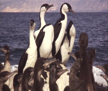 Flock of Pied Cormorant on shore