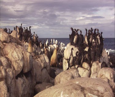 Flock of Pied Cormorant on shore