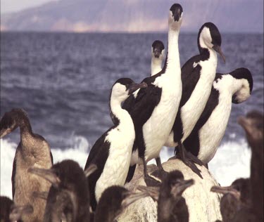 Flock of Pied Cormorant on shore