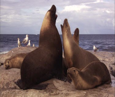 Australian Sea Lions on shore