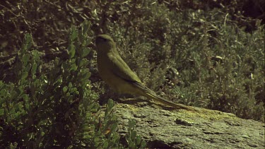 Rock parrot perched on a rock