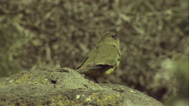 Rock parrots perched on a rock