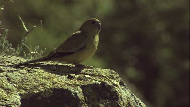 Rock parrots perched on a rock