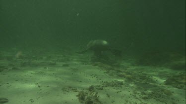 Australian Sea Lions swimming underwater